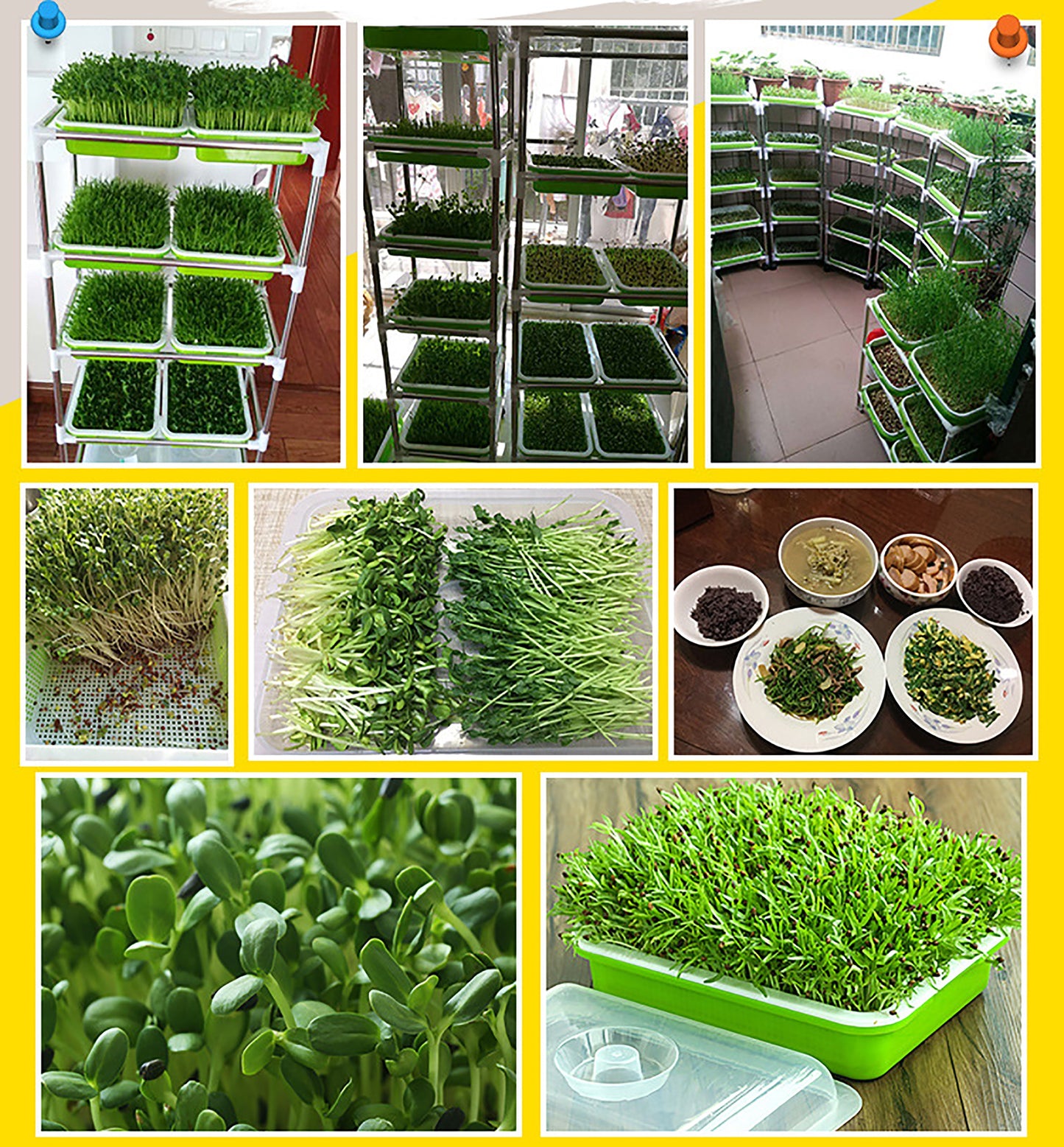 Sprouting Tray Double Layer Pea Mung Bean Peanut Wheat Hydroponic Sprout Plate Seedling Sprouter Cat Grass Soilless Planting Pot